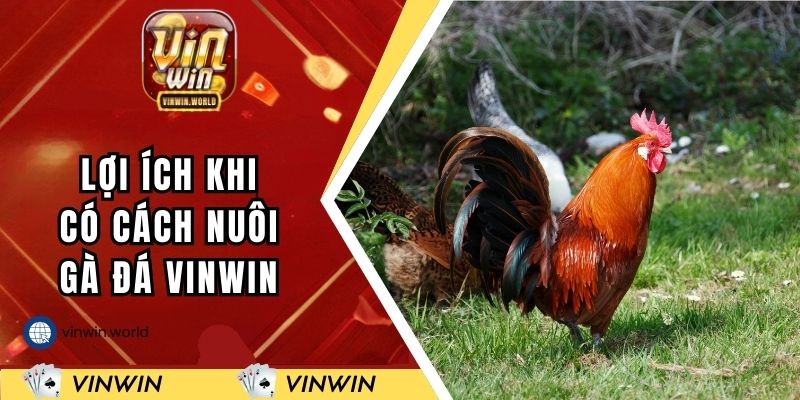 Lợi ích khi có cách nuôi gà đá VINWIN