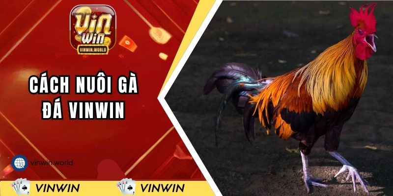 cach-nuoi-ga-da-vinwin