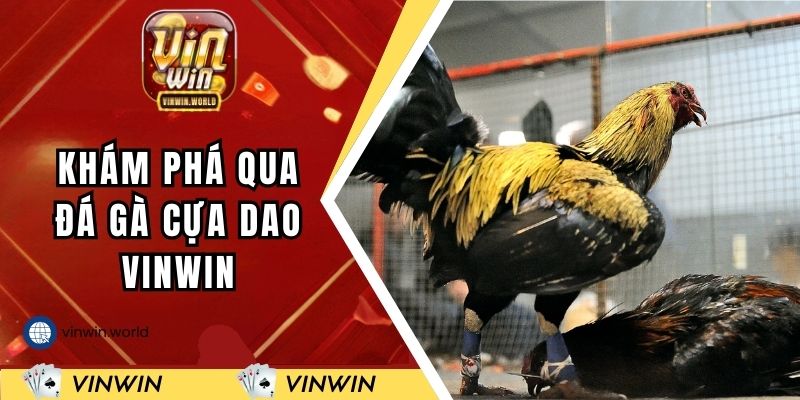 Khám phá qua đá gà cựa dao VINWIN