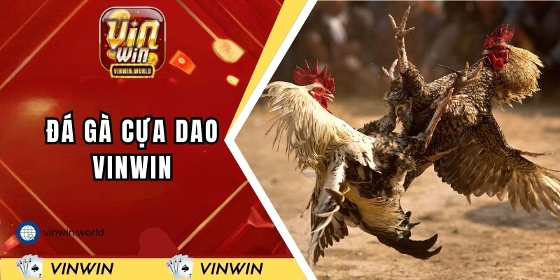 da-ga-cua-dao-vinwin