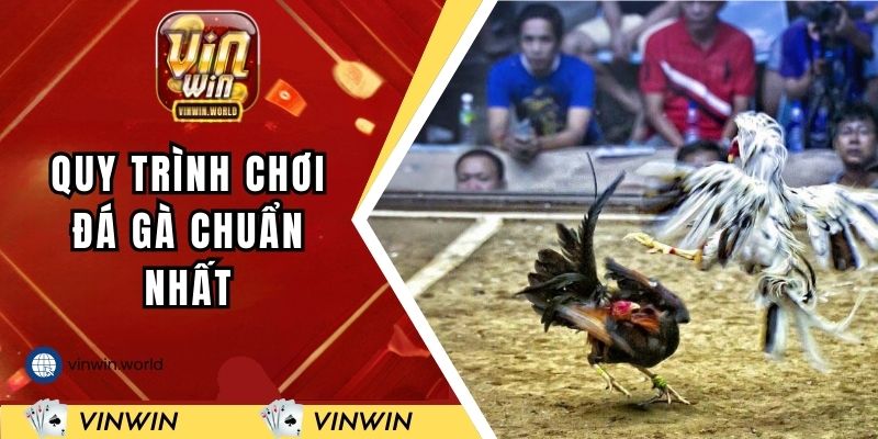 Quy trình tham gia chơi đá gà tại cổng game chuẩn nhất