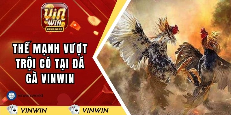 Các thế mạnh vượt trội có tại sân chơi đá gà VINWIN